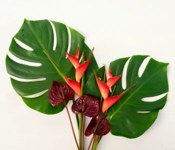 Terrific Tropicals: Power of a Flower