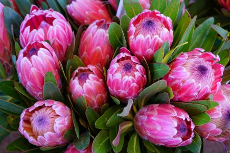 Powerful Proteas: Power of a Flower