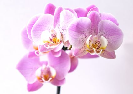 Ooh La La Orchids: Power of a Flower