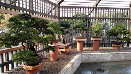Bonsai Behind the Curtain: Uncovering Their Care and Cultivation