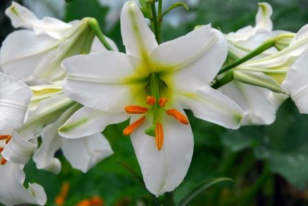 Lily Show at the Arnold Arboretum