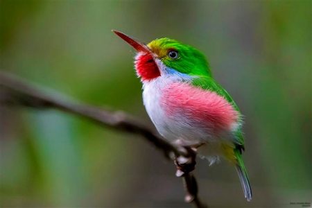 A Special Lecture Event: The Birds of Cuba, A New Era for Knowledge