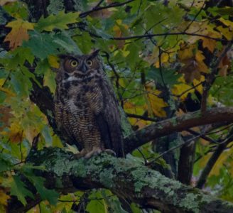 Owl Prowl Adventures under the Moon for Families