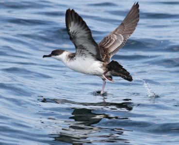 Nature On Tap...Unraveling the Mysteries of Great Shearwaters Off the New England Coast