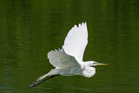 The Peace of Wild Things: Herons and Egrets Through the Lens of B.A. (Tony) King