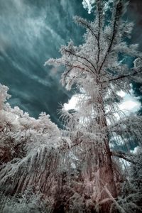 Art Reception - The Light You Cannot See: Infrared Photography by Betsey Henkels
