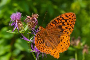 Summer Photography Workshop: Focus on Butterflies, Wildflowers & more