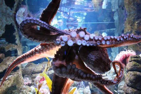Virtual Visits with the New England Aquarium
