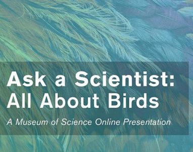 Ask a Scientist: All About Birds by Museum of Science