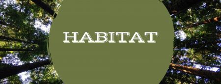 Habitat--Exploring the Forest