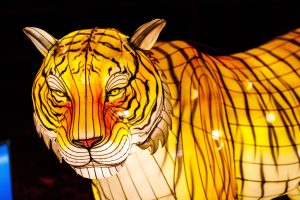 Franklin Park Zoo to Light Up the Night with “Boston Lights: A Lantern Experience”