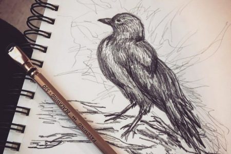 The Fine Art of Pencil Illustration & Drawing From the Natural World