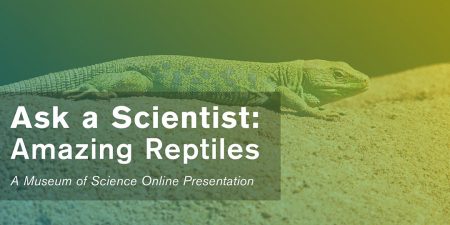 Ask a Scientist: Amazing Reptiles