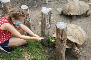 Stone Zoo Introduces New Tortoise Encounter & Feeding