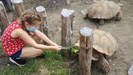Stone Zoo Introduces New Tortoise Encounter & ...