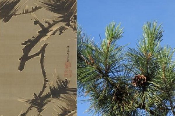 Painting Edo at the Arnold Arboretum: Japanese Black Pine