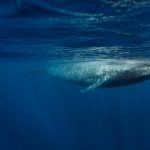 How Sri Lanka’s Blue Whales Spurred A New Marine Conservation Model