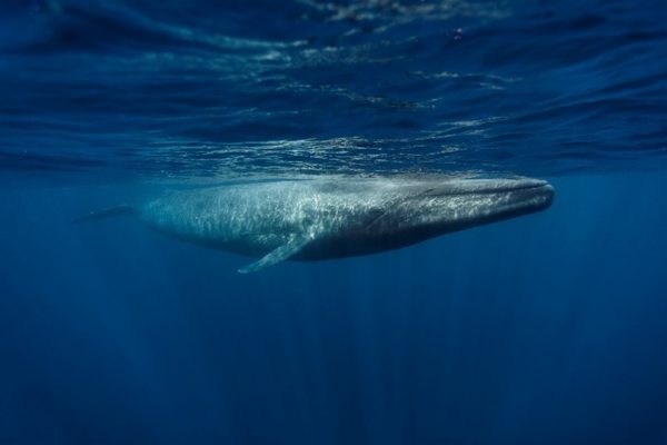 How Sri Lanka’s Blue Whales Spurred A New Marine Conservation Model