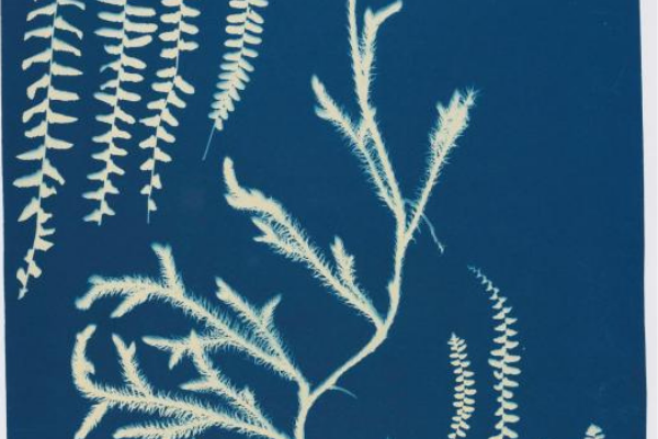 In-Person Gallery Talk: Ella Hurd’s Botanical Cyanotypes