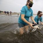 Sea Turtle Rescue and How Beachgoers Can Help Coastal Wildlife