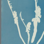 Anna Atkins’s Botanical Cyanotypes