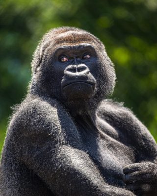 Celebrate World Gorilla Day at Franklin Park Zoo