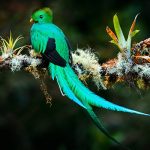 Birds & Blooms / Aves y Flores