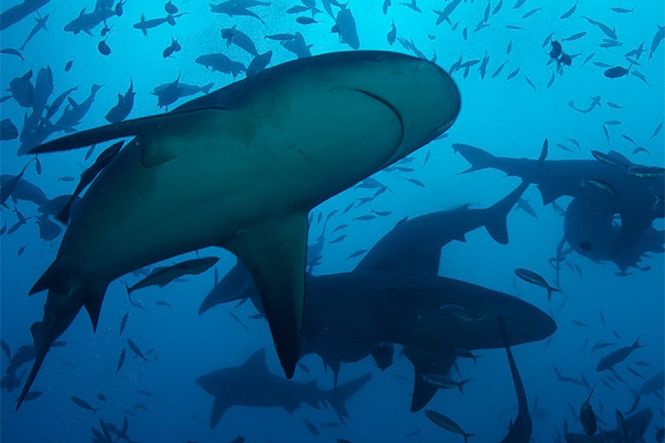 Swimming with Sharks: A Photographic Journey