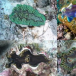 In Living Color: Giant Clams, Up Close with Dr. Joshua Boger