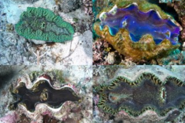 In Living Color: Giant Clams, Up Close with Dr. Joshua Boger
