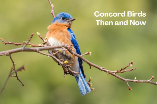 Concord Birds: Then and Now