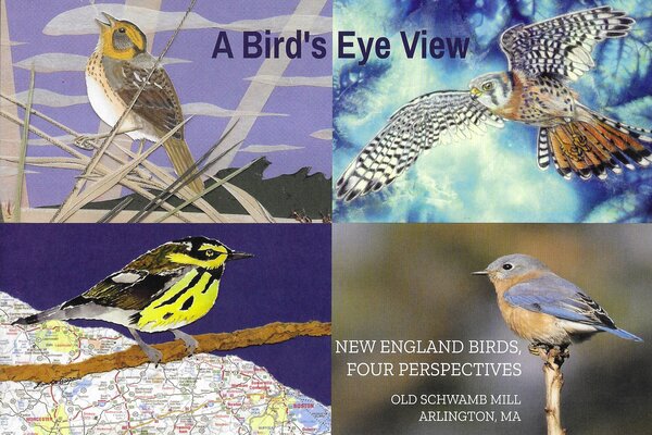 A Bird's Eye View: New England Birds, Four Perspectives