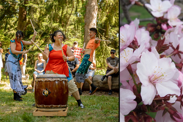 Taiko Drumming in the Cherry Blossoms