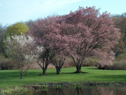 Arnold Arboretum
